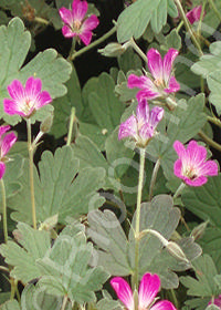 Geranium x oxonianum 'Tanya Rendall'